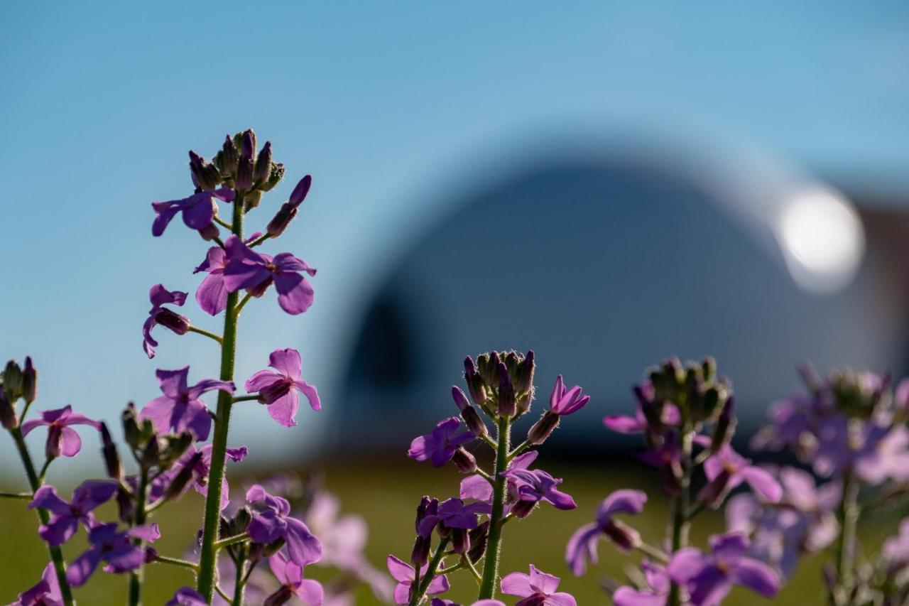 Garden Domes Villa Puerto Natales Eksteriør billede